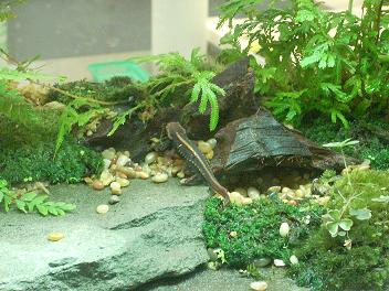 Exotic Frog Species