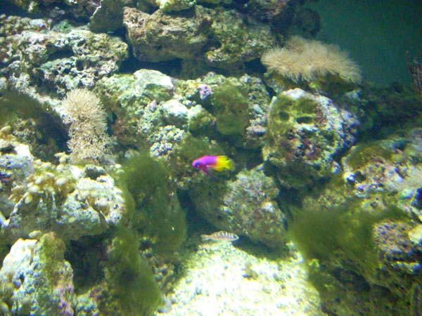 Saltwater Aquarium Setup