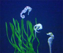 Marine Life Tank