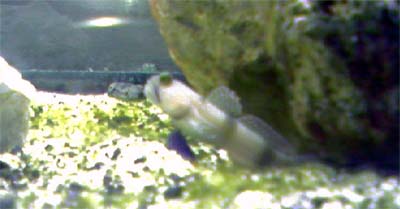 Coral Reef Aquarium