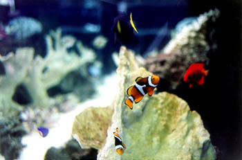 Saltwater Fish Collection